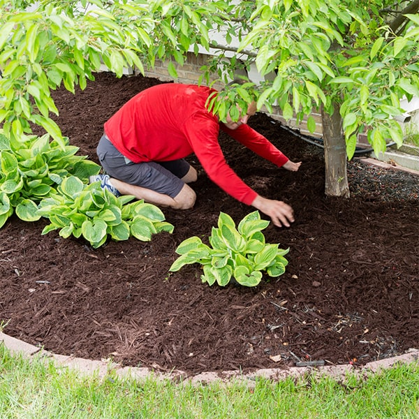 mulch installation helps to retain moisture, control weeds, and insulate the soil